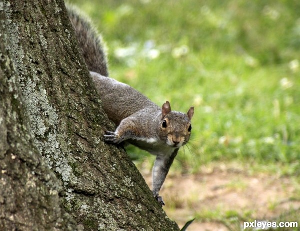 Tree-Rat (aka Squirrell)